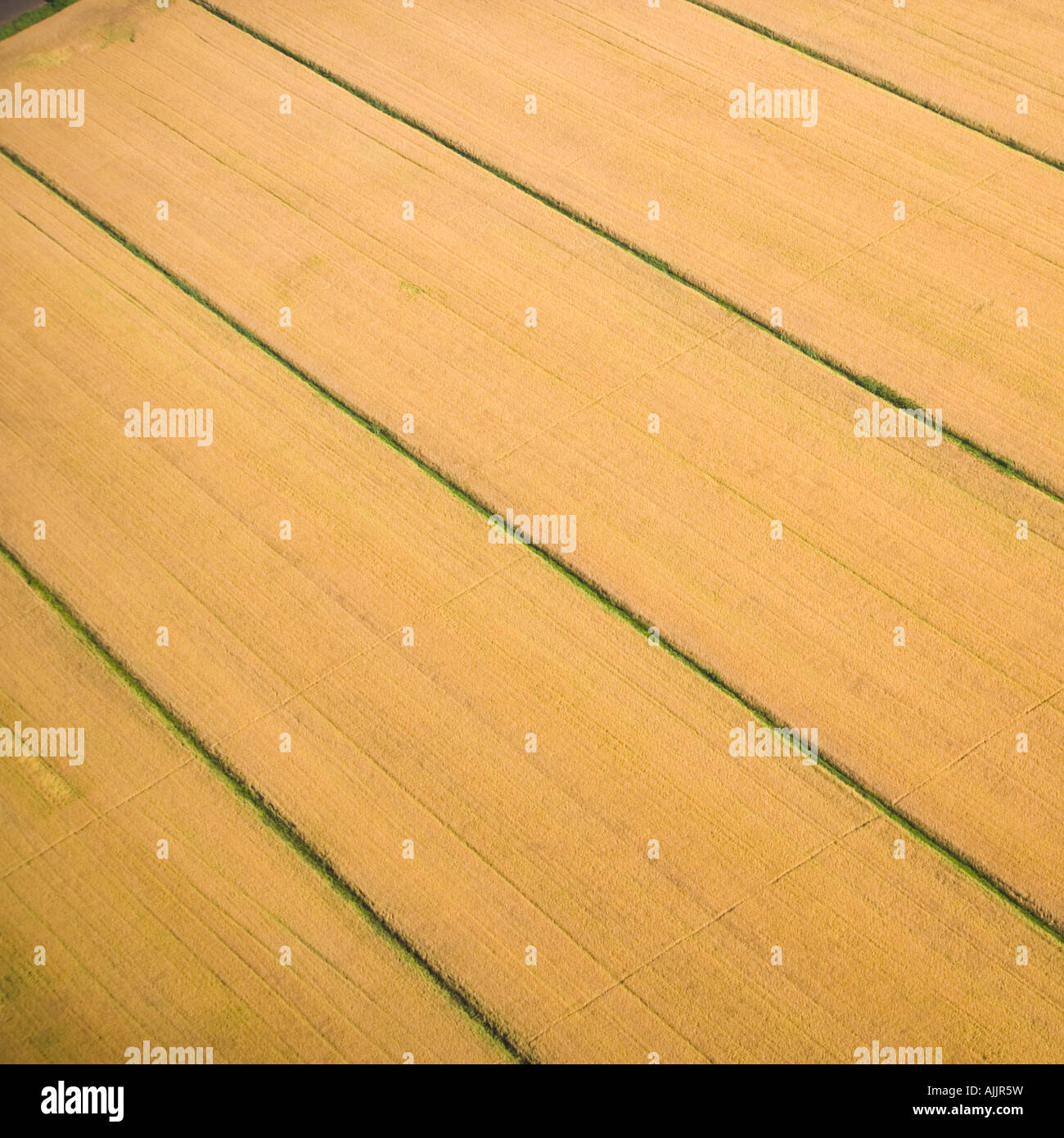 Aerial view of yellow field, Virginia Beach, Virginia Stock Photo