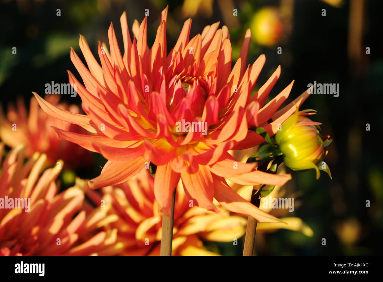 Vivid orange dahlia close hi-res stock photography and images - Alamy