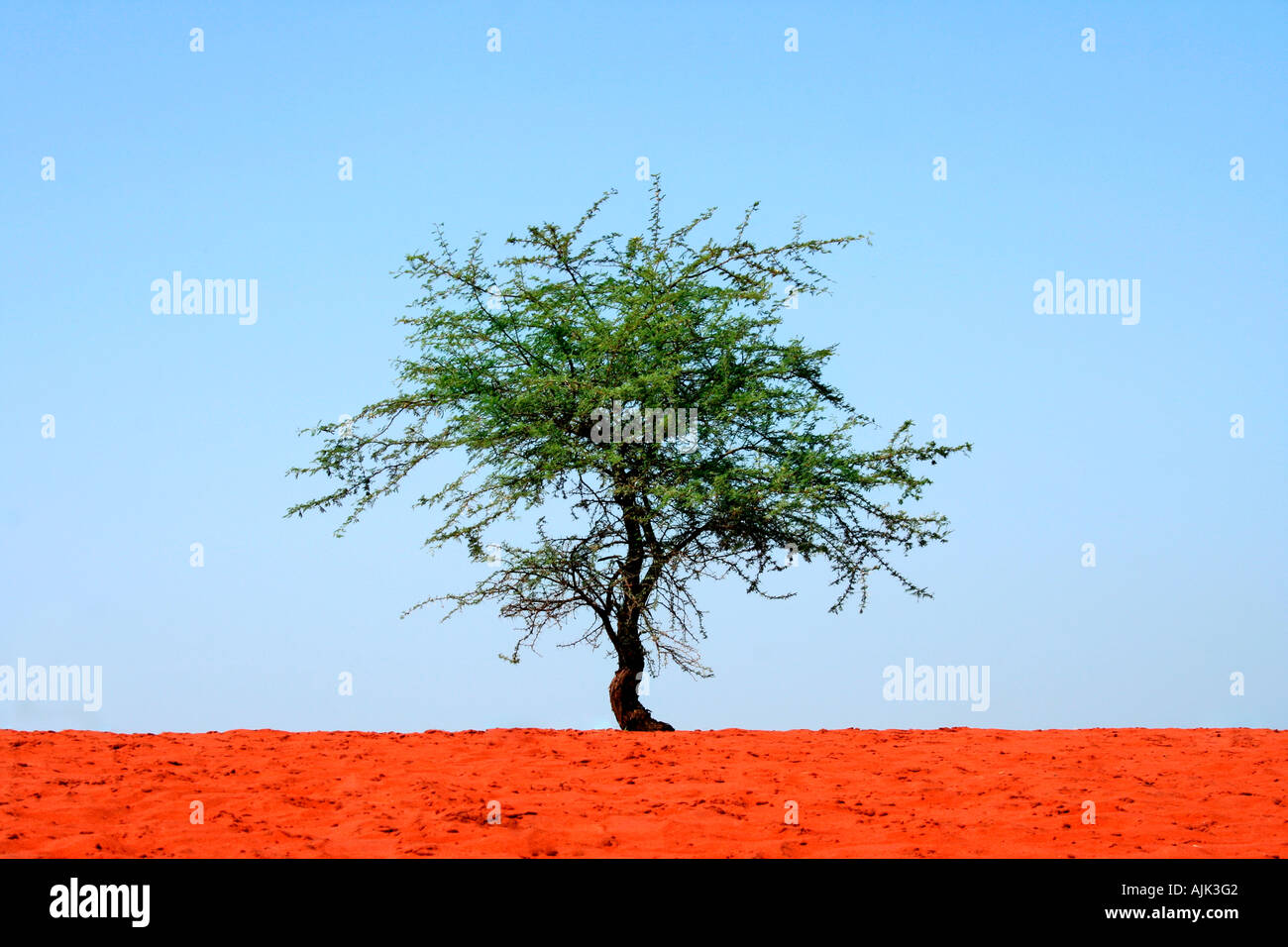 Standing tall in a horizontal frame Stock Photo Alamy