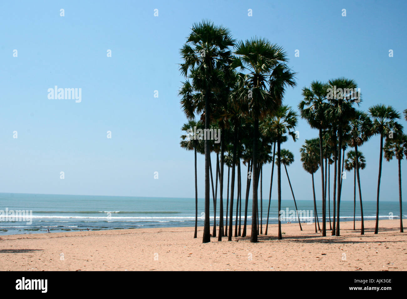 A cluster of palm trees hi-res stock photography and images - Alamy