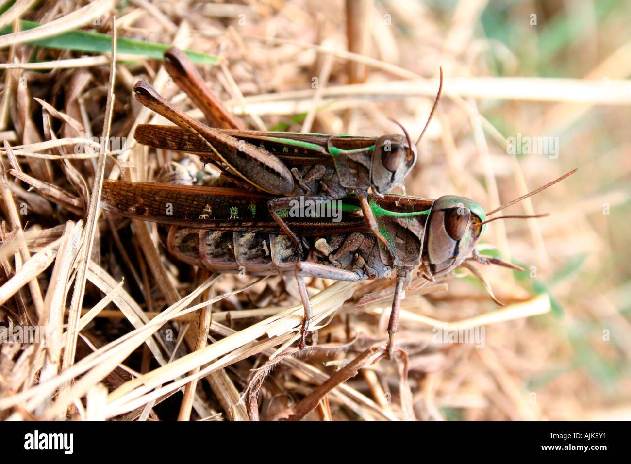 A pair of grasshoppers in the process of mating Stock Photo