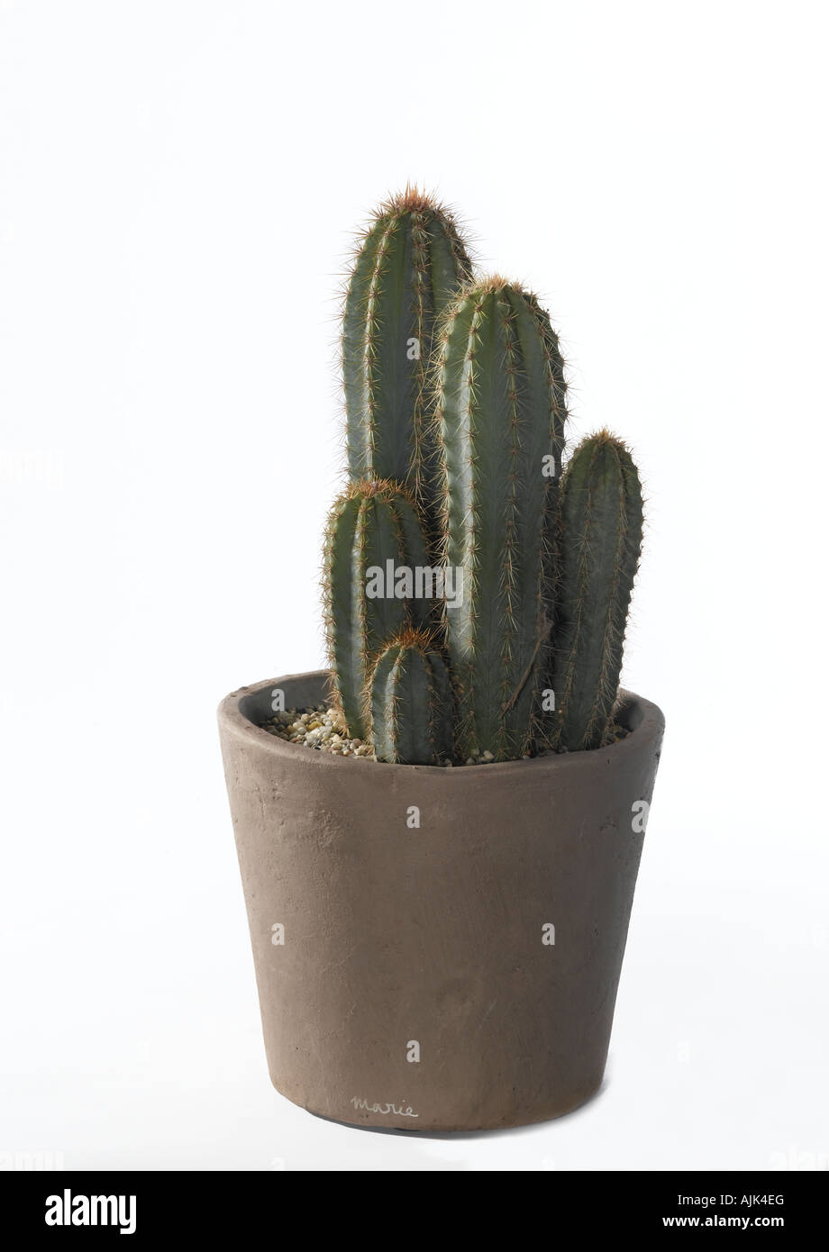 Bizarre potted cactus hi-res stock photography and images - Alamy