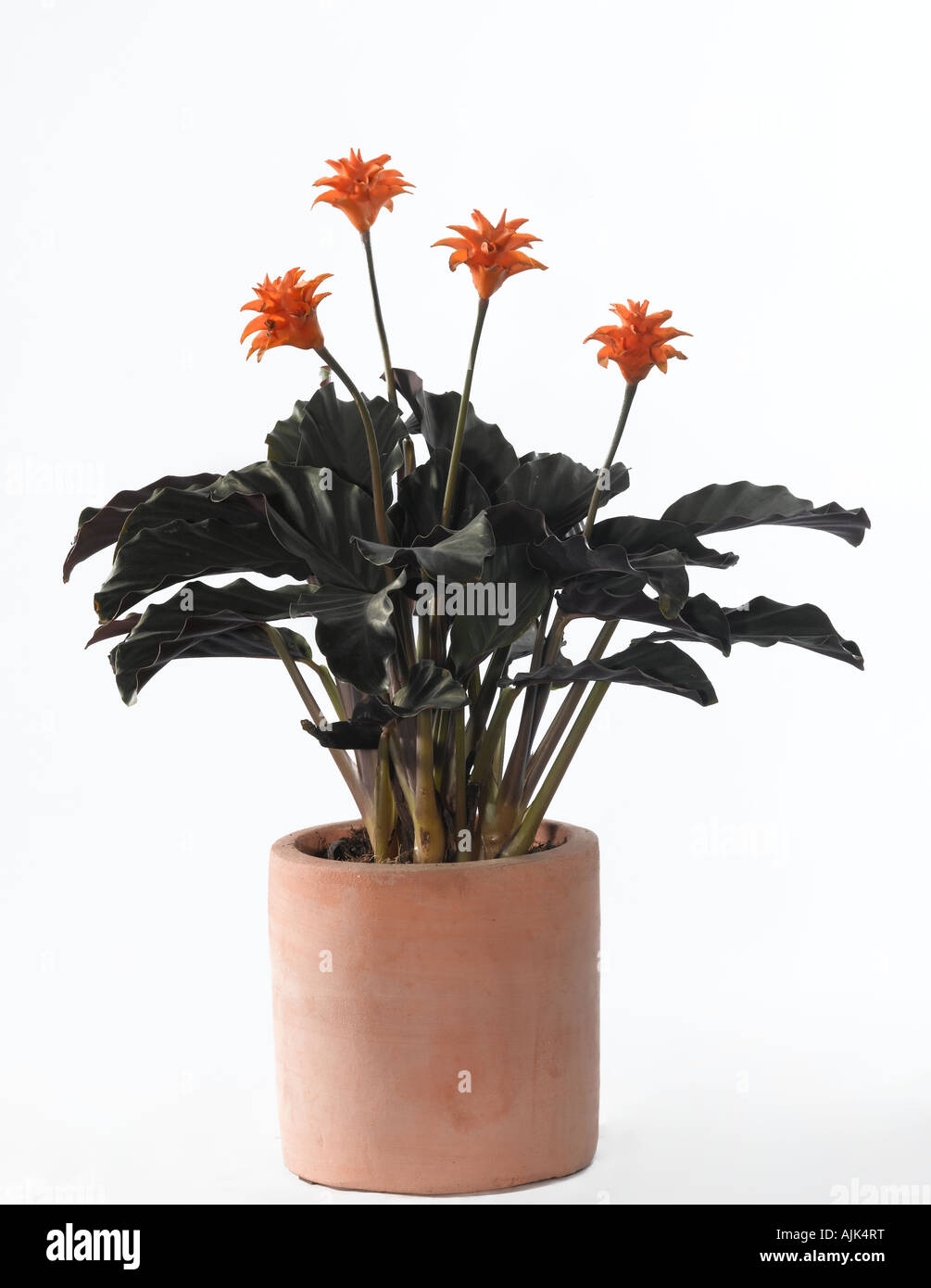 mini efeutute Efeutute Golden Pothos (Epipremnum aureum) – Classic Floral main image 1