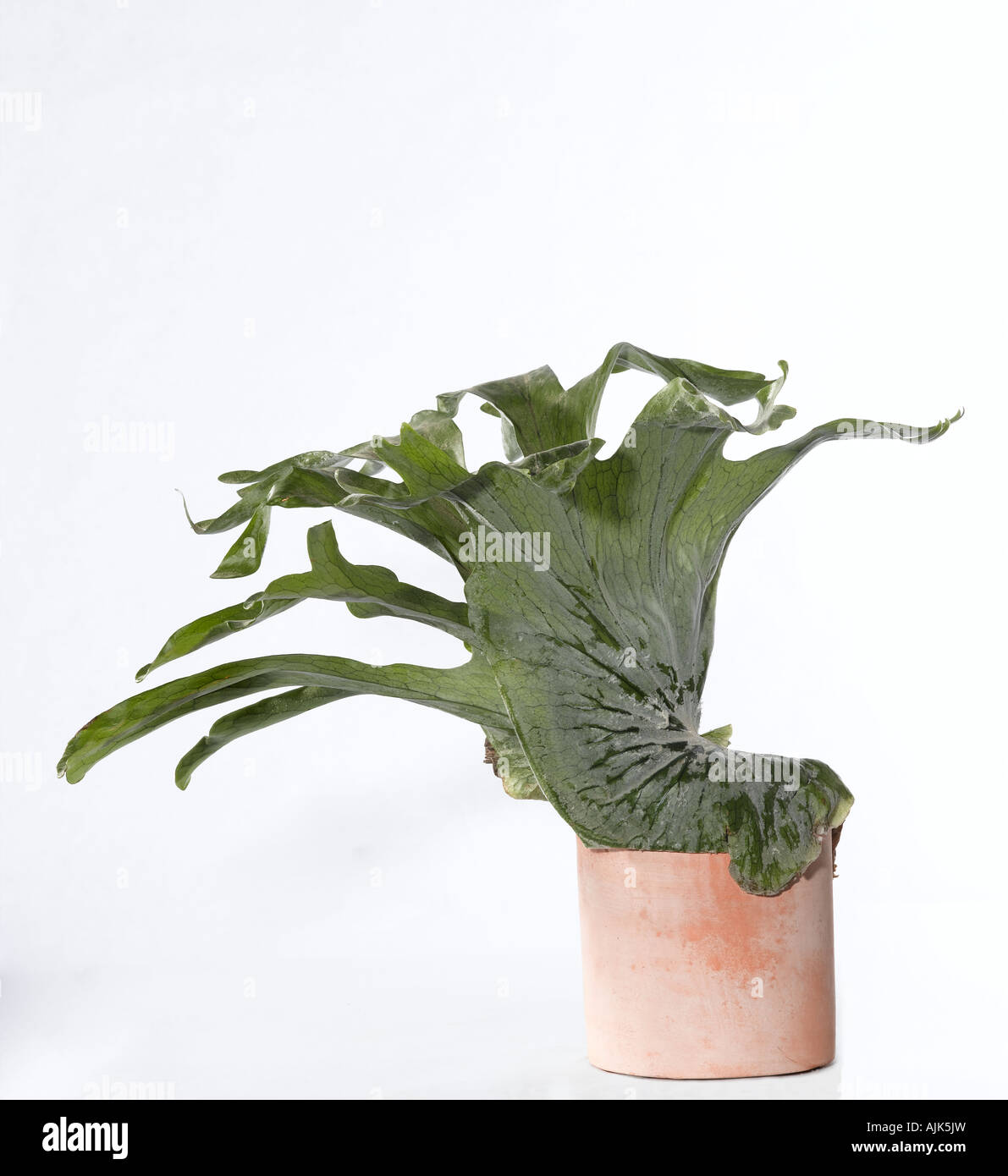 Staghorn fern pot hi-res stock photography and images - Alamy