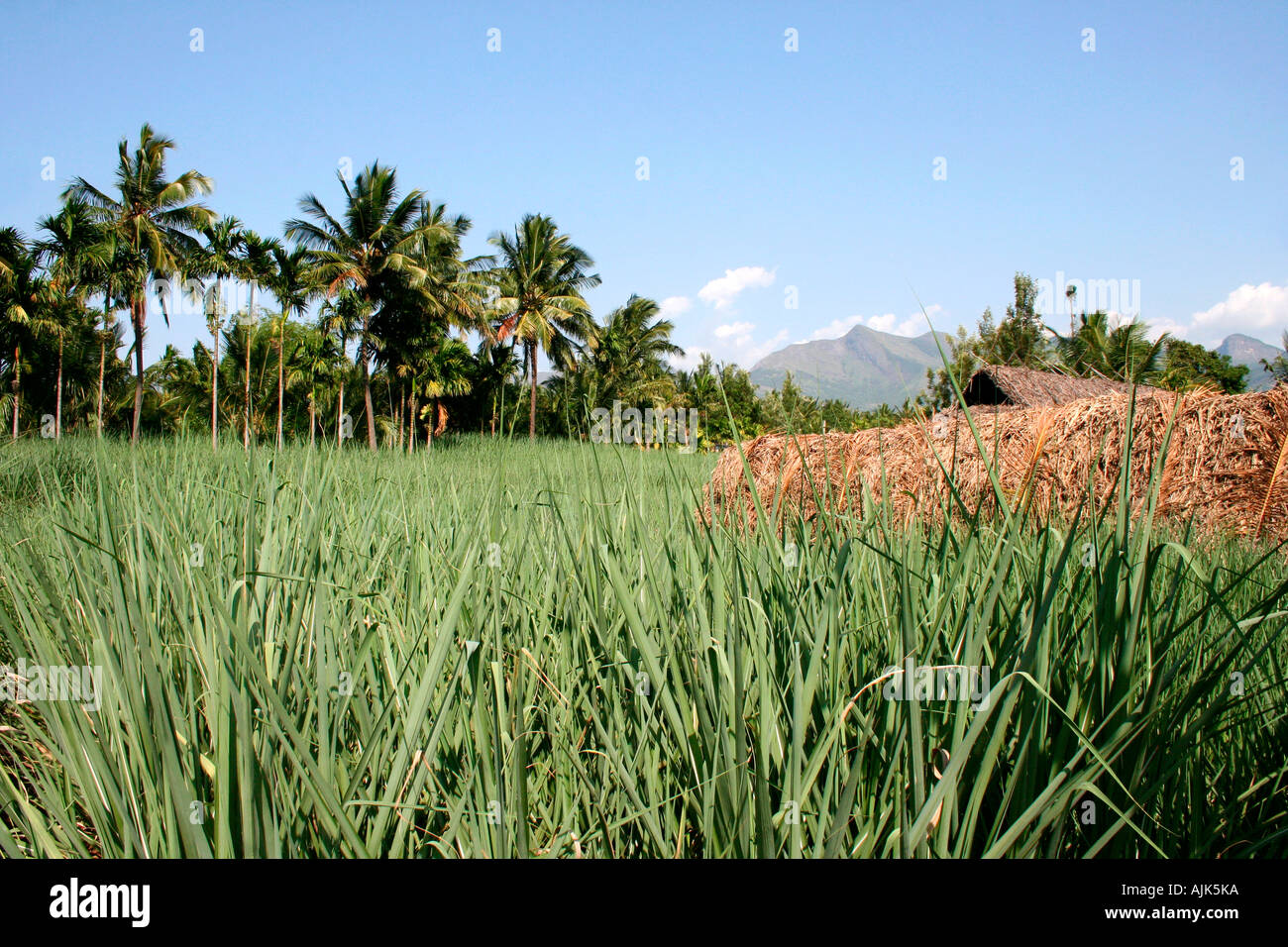 A vast expanse of cardamom plantation at Marayoor, Kerala Stock Photo