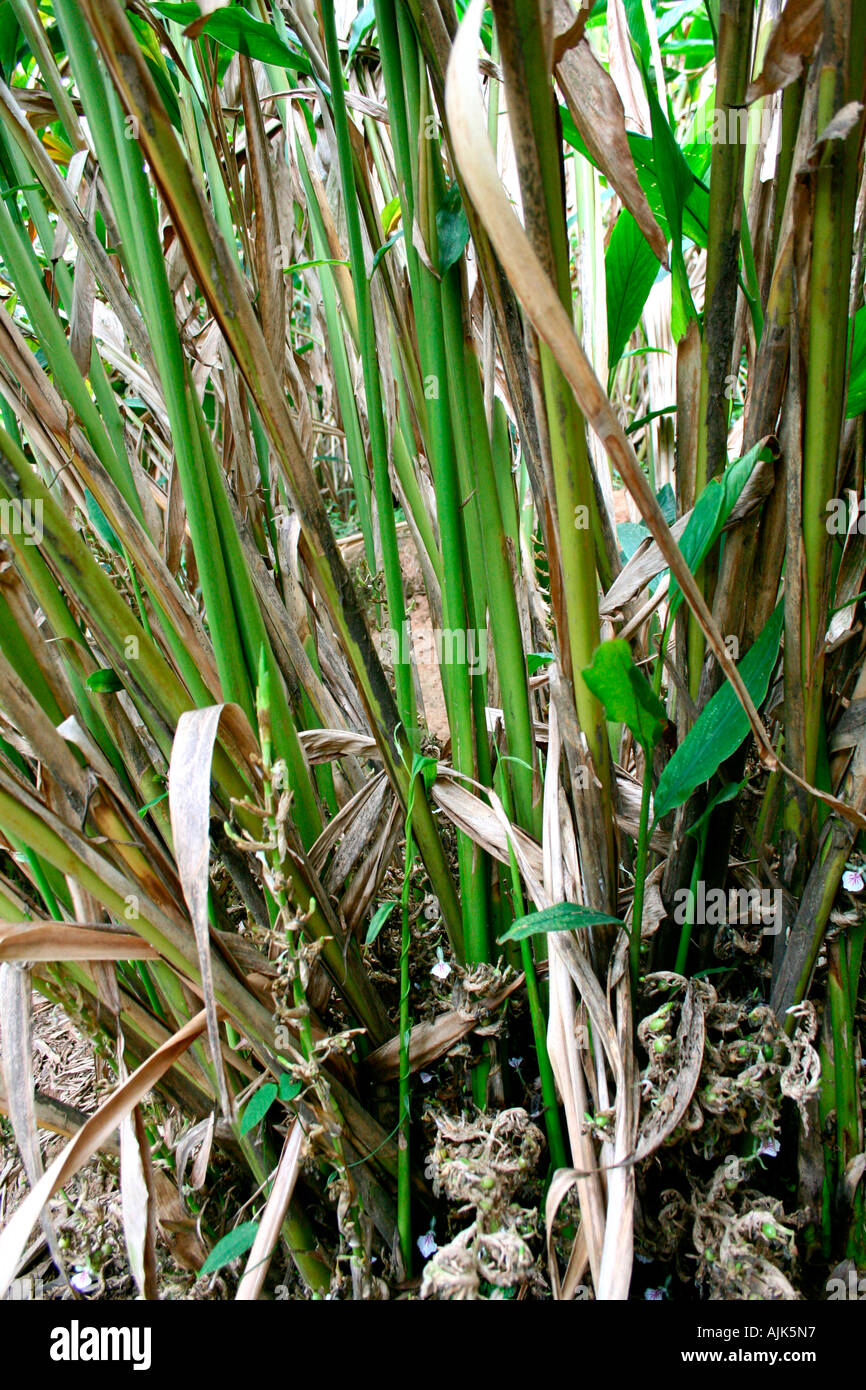A cardamom plantation in Munnar, Kerala, India Stock Photo
