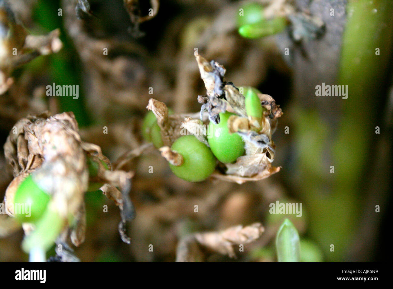 Clusters of unripe green cardamom, Munnar, Kerala, India Stock Photo