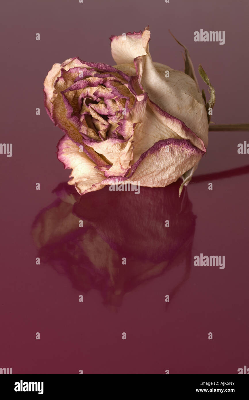 A faded and withered rose (Rosa sp) upon a purple background. Rose (Rosa sp) fanée et desséchée photographiée en studio. Stock Photo