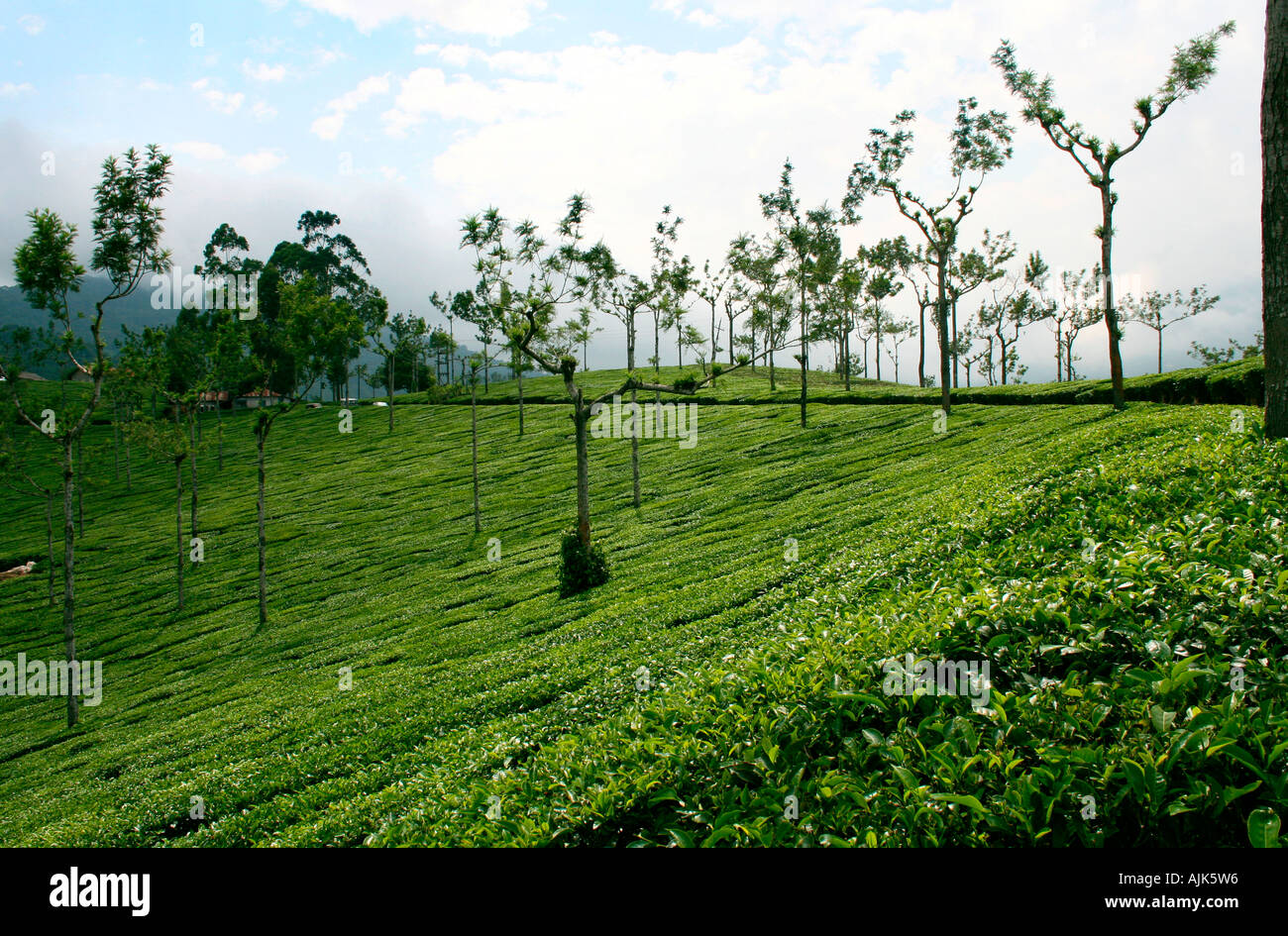 Several rows of trees amidst a tea plantation in Munnar, Kerala, India Stock Photo