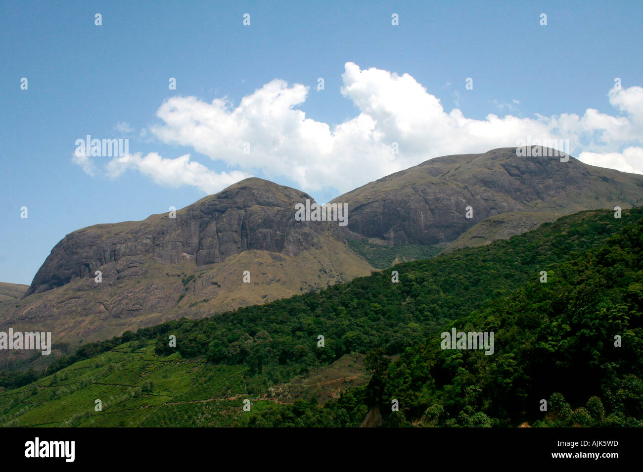 The grand mountains protecting the green valleys in Munnar, Kerala Stock Photo