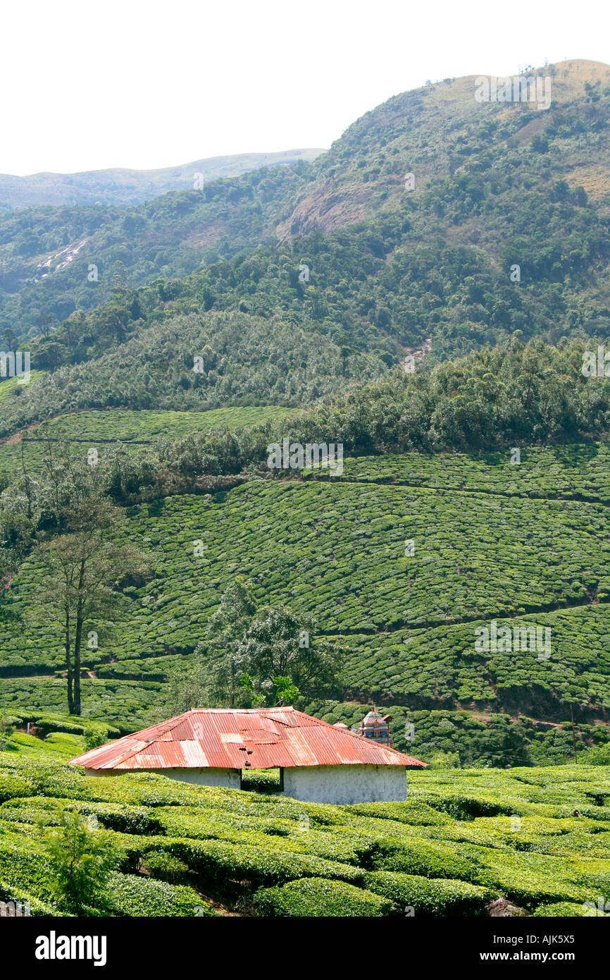 A view of Munnar tea estate, Kerala Stock Photo