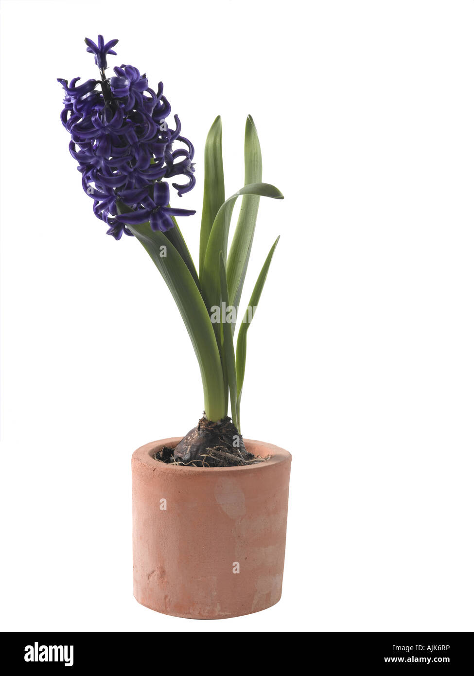 Hyacinth Hyacinthus sp Stock Photo
