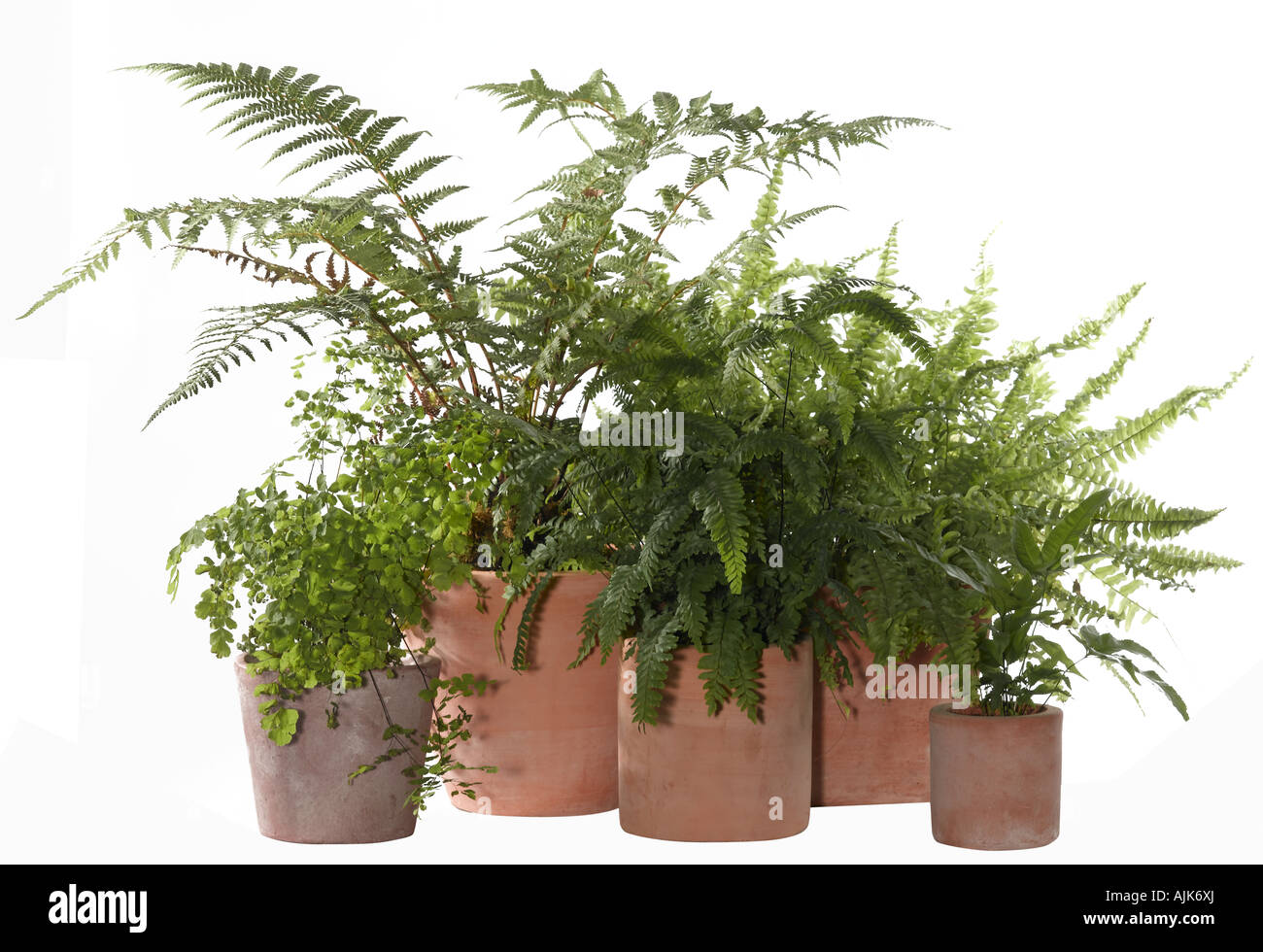 Plants in flowerpots on Cut Out Stock Images & Pictures - Alamy