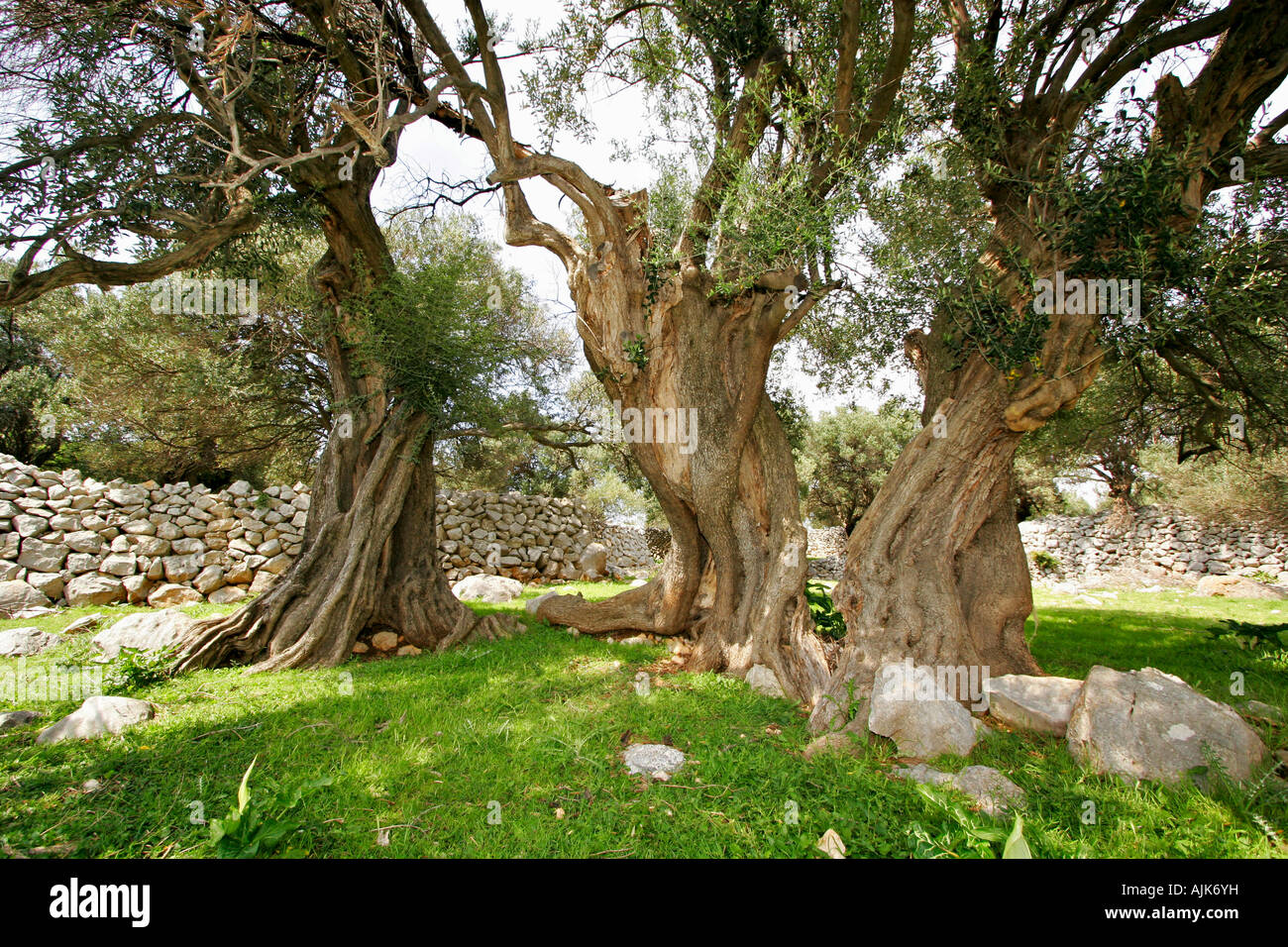 Alte Olivenbaeume in Lun auf der Insel Pag | Old Olive Trees in Lun on the Isle of Pag Stock Photo
