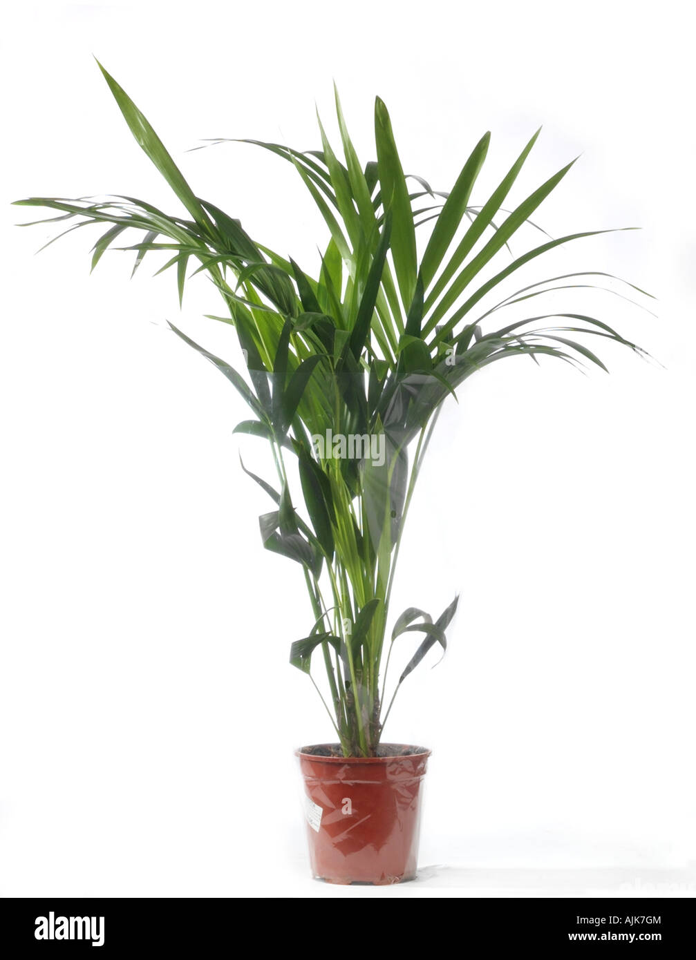 Kentia palm or Thatch palm Howea forsteriana in plastic Stock Photo - Alamy