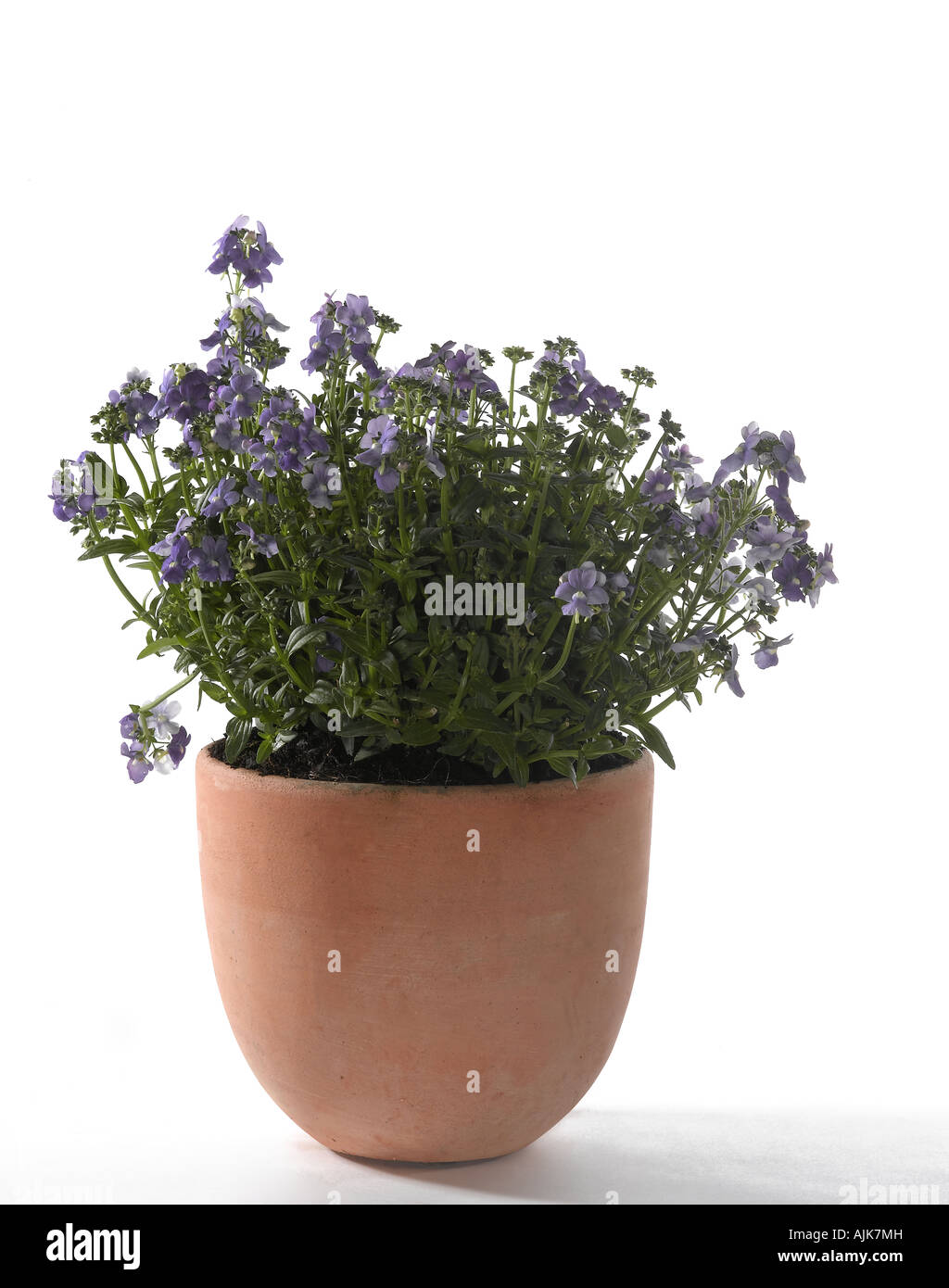 Nemesia Nemesia sp Stock Photo Alamy