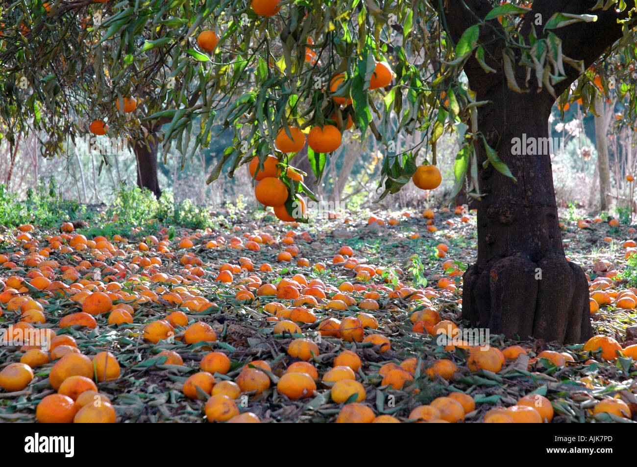 fallen oranges covering ground beneath the hanging branch of a an