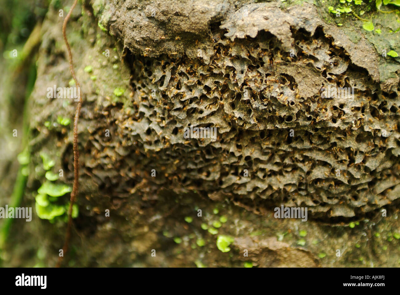 Termites eating away tree bark in Ecuador Stock Photo - Alamy