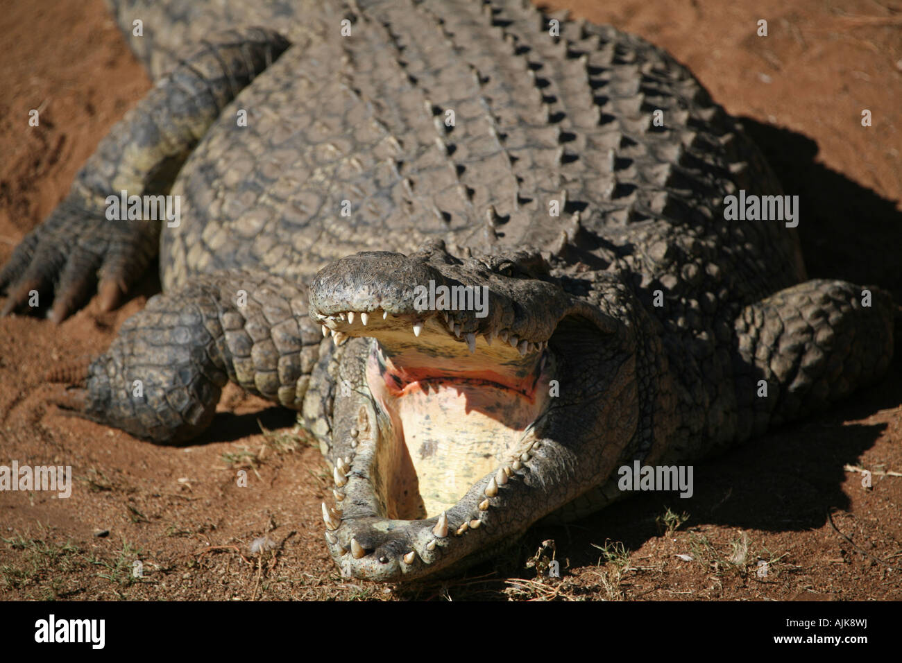 Nile Crocodile – Green – Himalayan