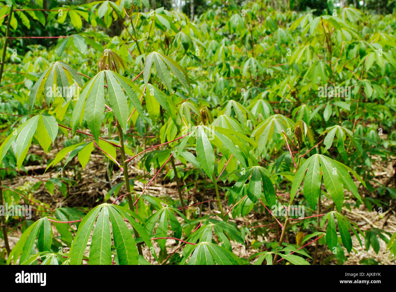 Yucca vegetable plantation, Ecuador Stock Photo Alamy