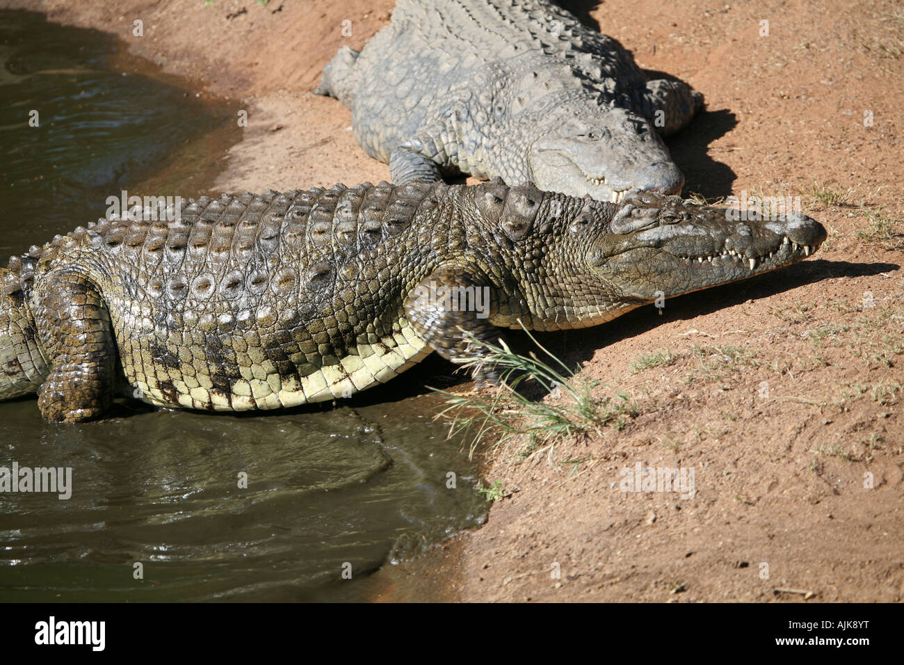 Crocodile leaving water Stock Photo