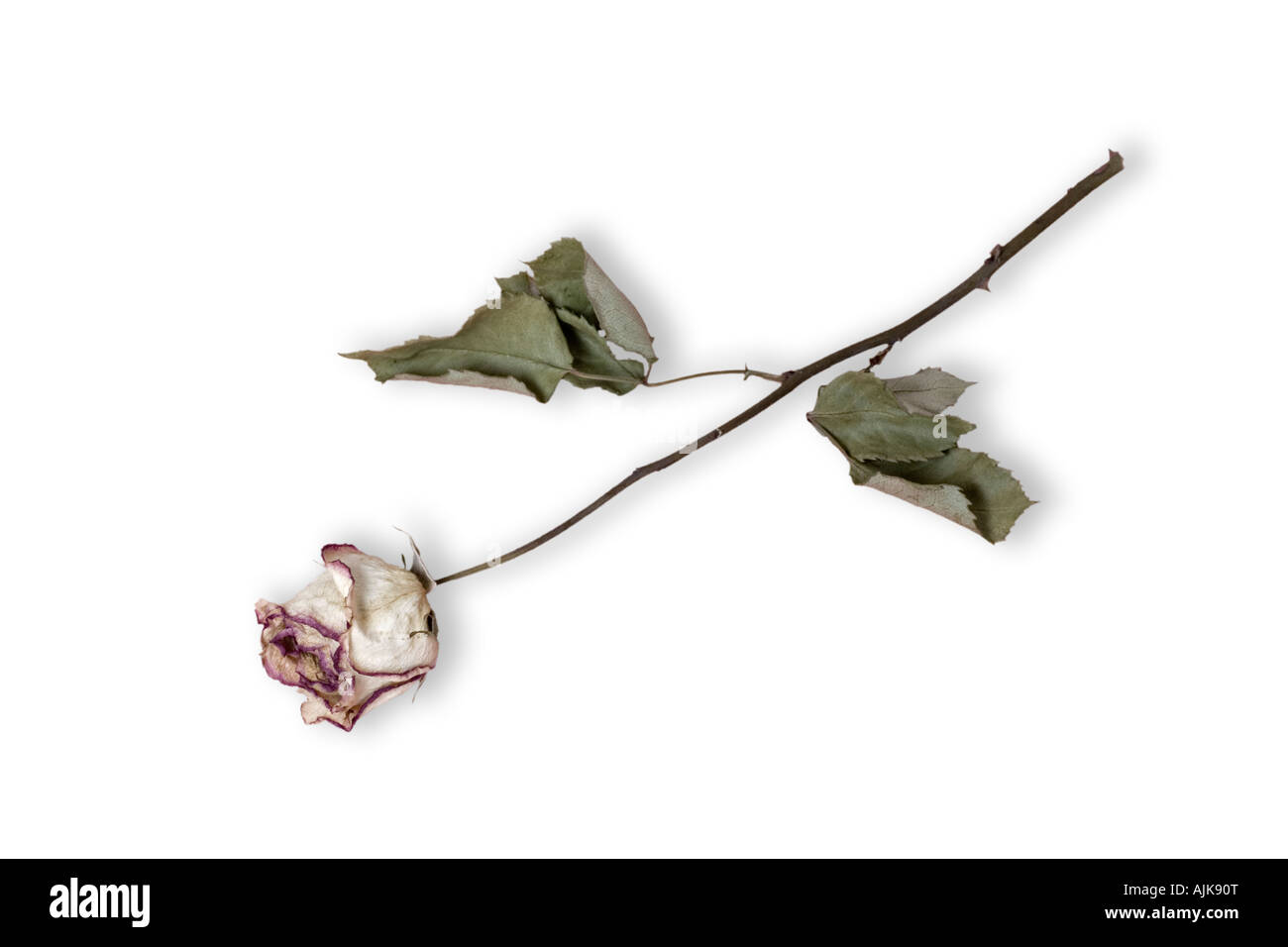 A faded and withered rose upon a white background. Rose (Rosa sp) fanée et desséchée photographiée en studio sur fond blanc. Stock Photo