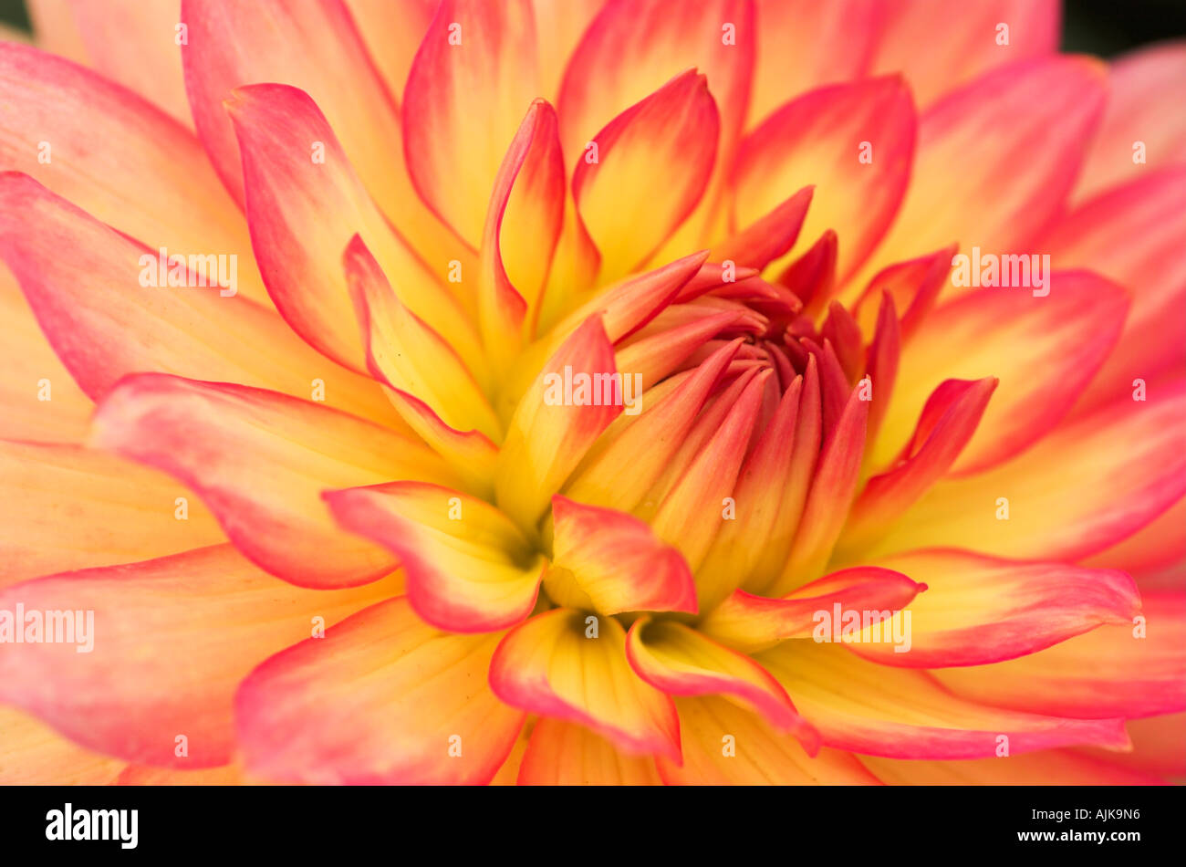 Dahlia 'Gallery Pablo' Stock Photo Alamy