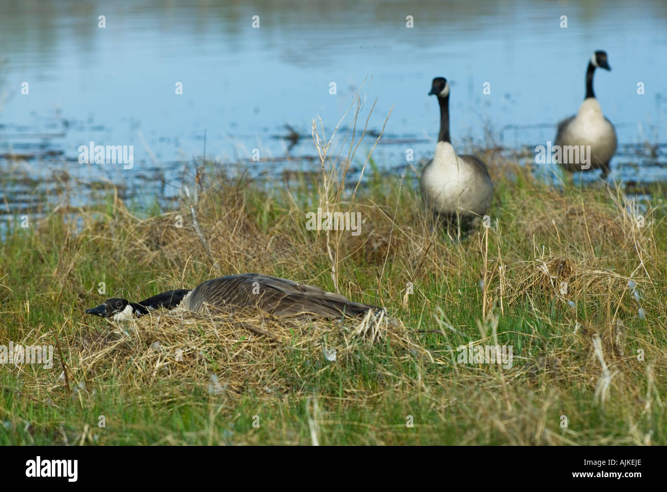 Canada Goose Laying On Nest Of Eggs To Protect It Stock Photo Alamy