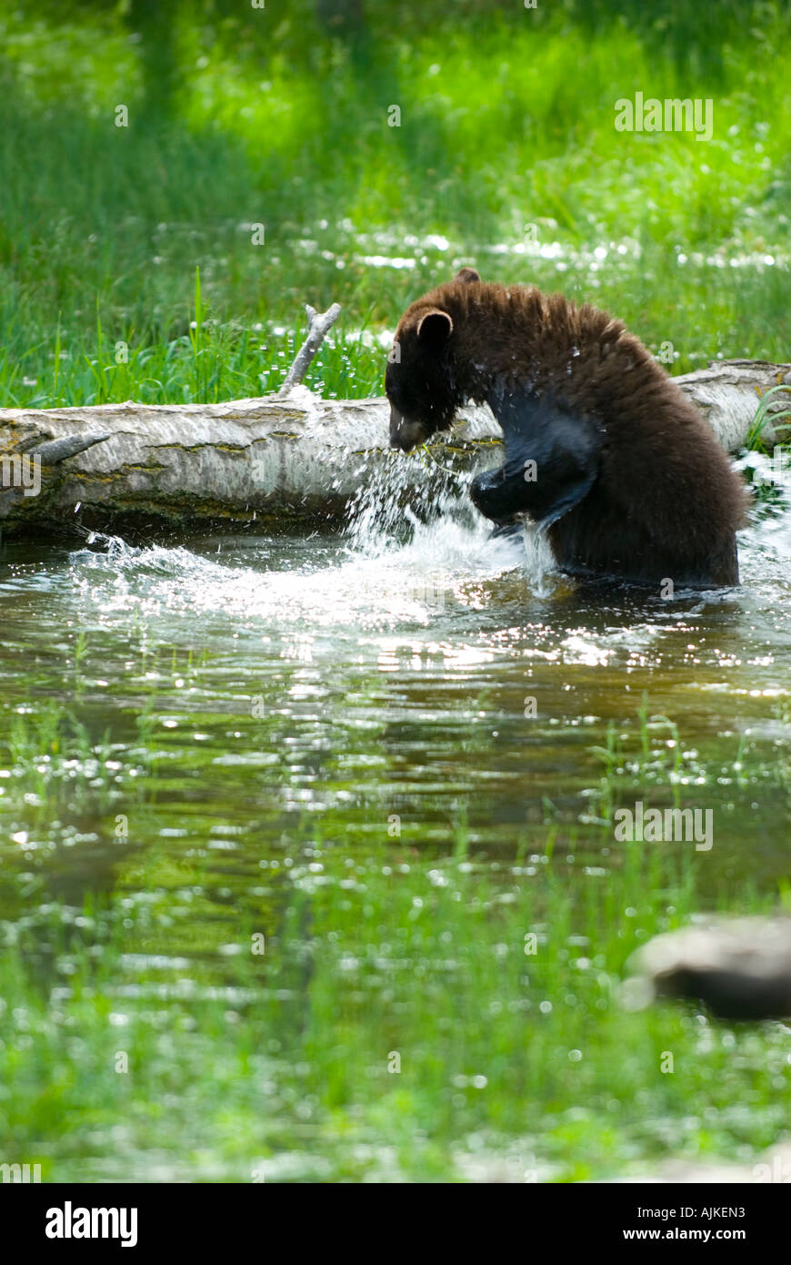 Cinnamon Bear (Ursus americanus cinnamomum Stock Photo Alamy