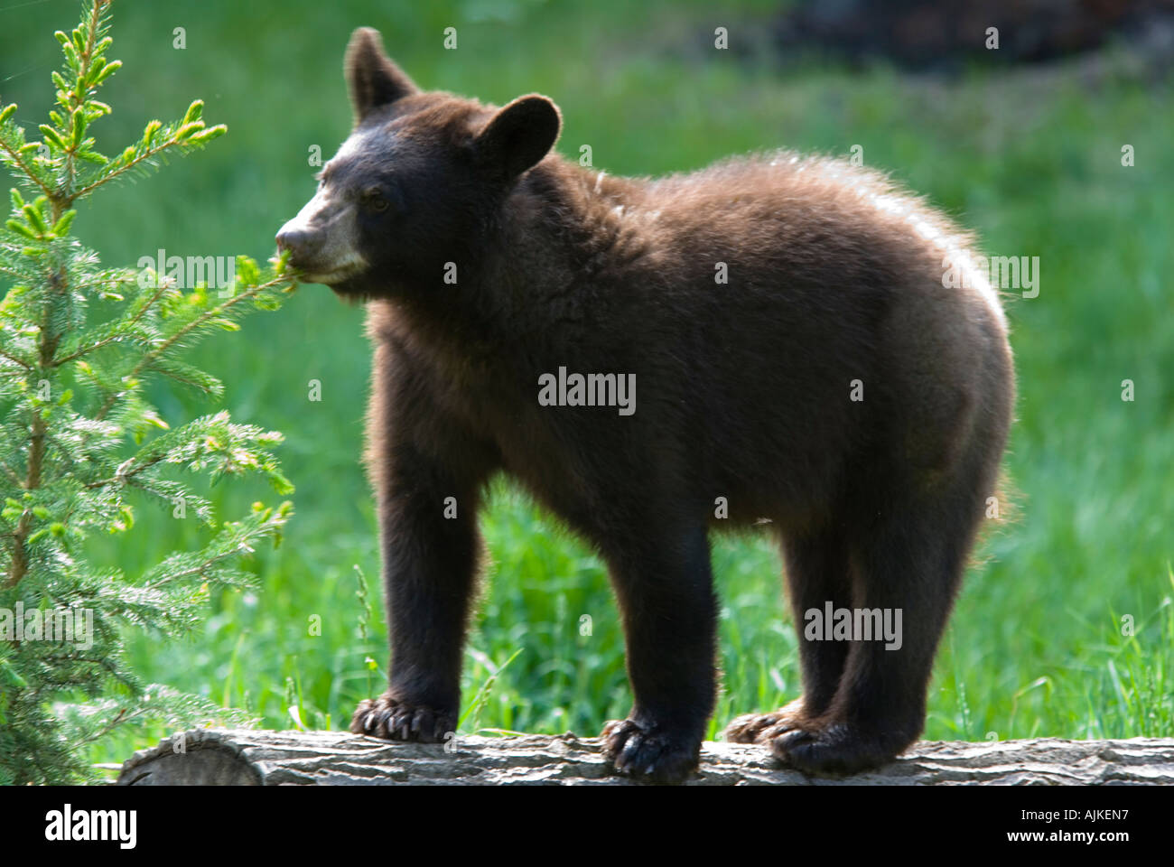 Cinnamon Bear (Ursus americanus cinnamomum Stock Photo Alamy
