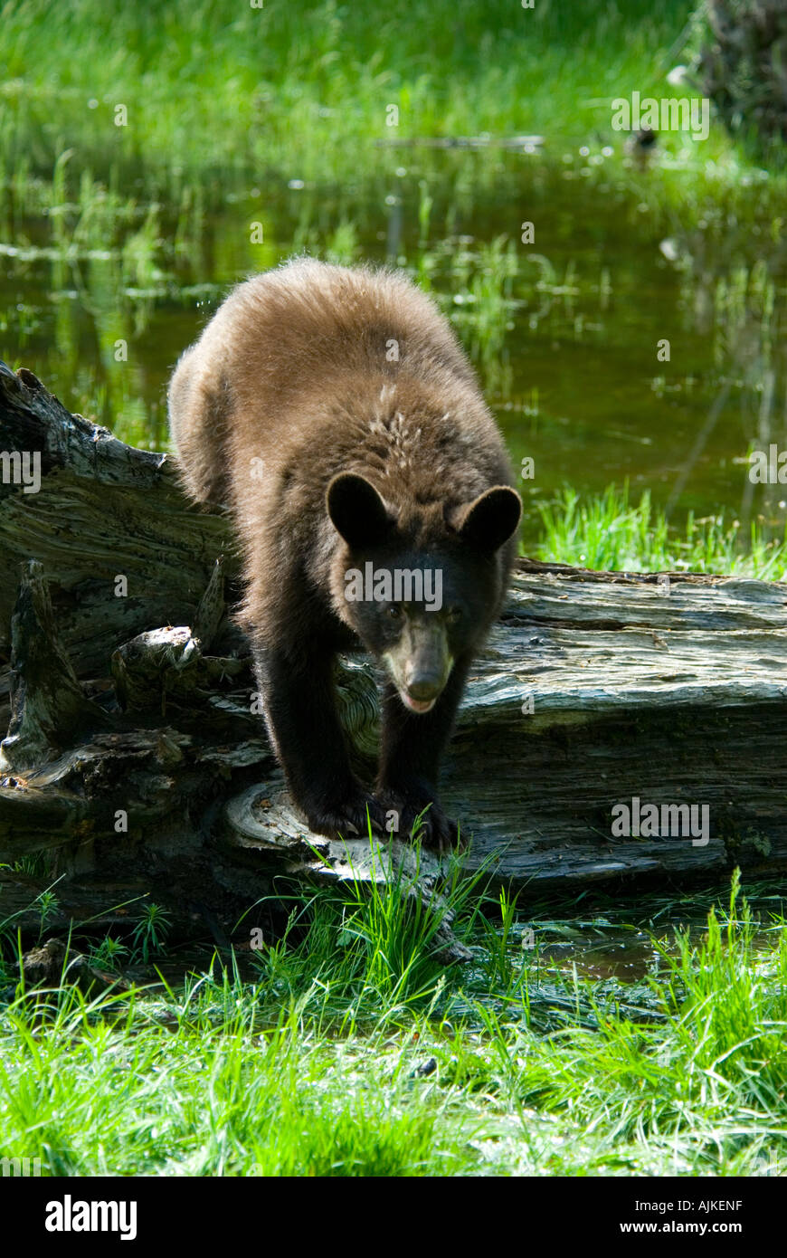 Cinnamon Bear (Ursus americanus cinnamomum Stock Photo Alamy