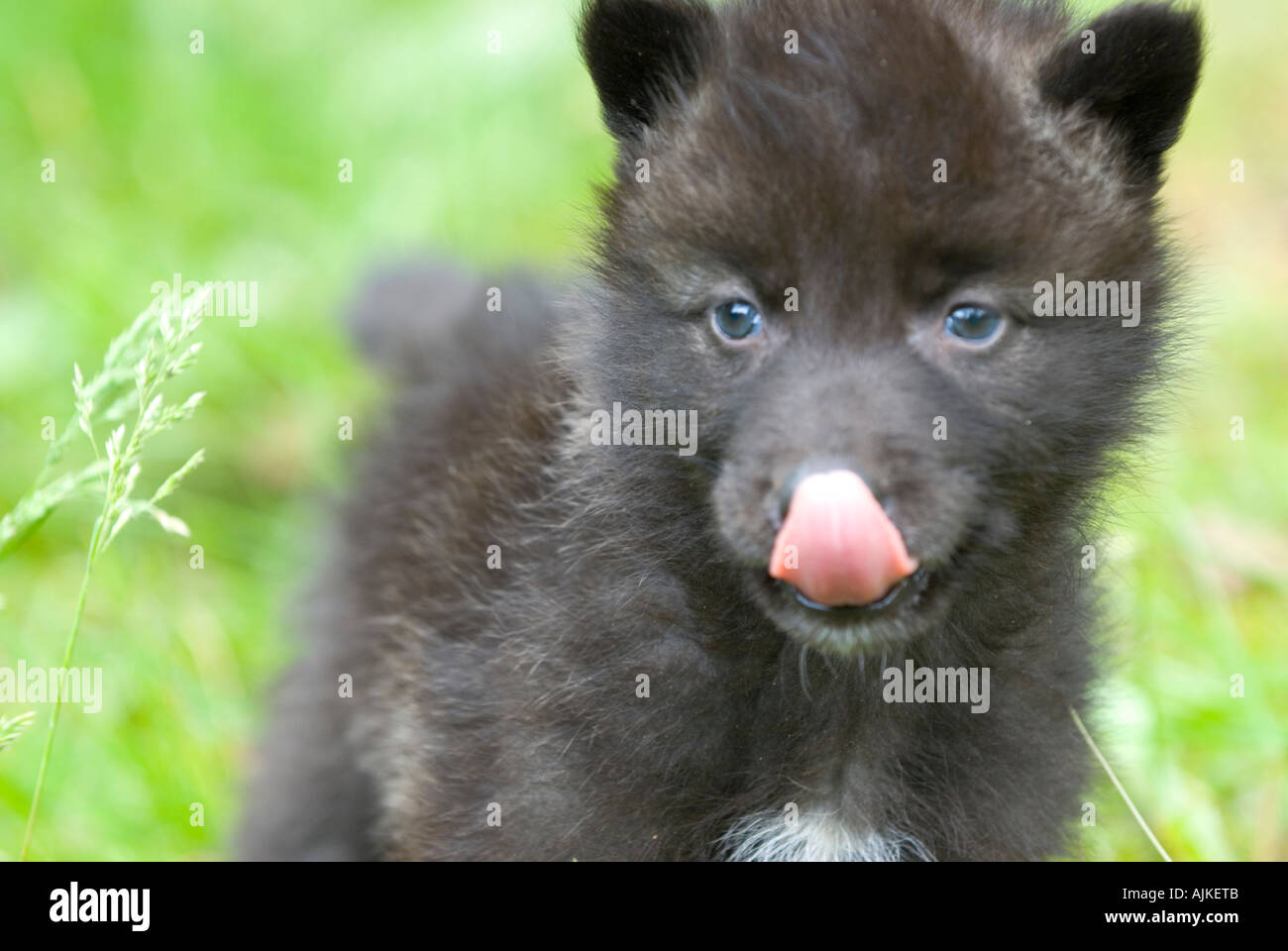 Newborn Black Wolf Pup