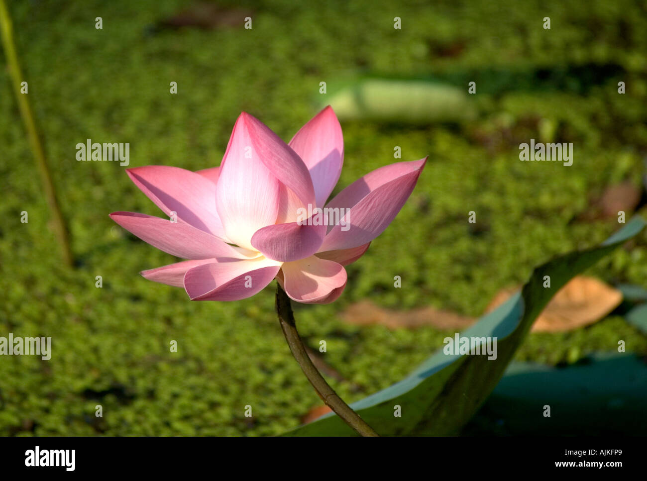 Water lily flower, Kerala Stock Photo Alamy