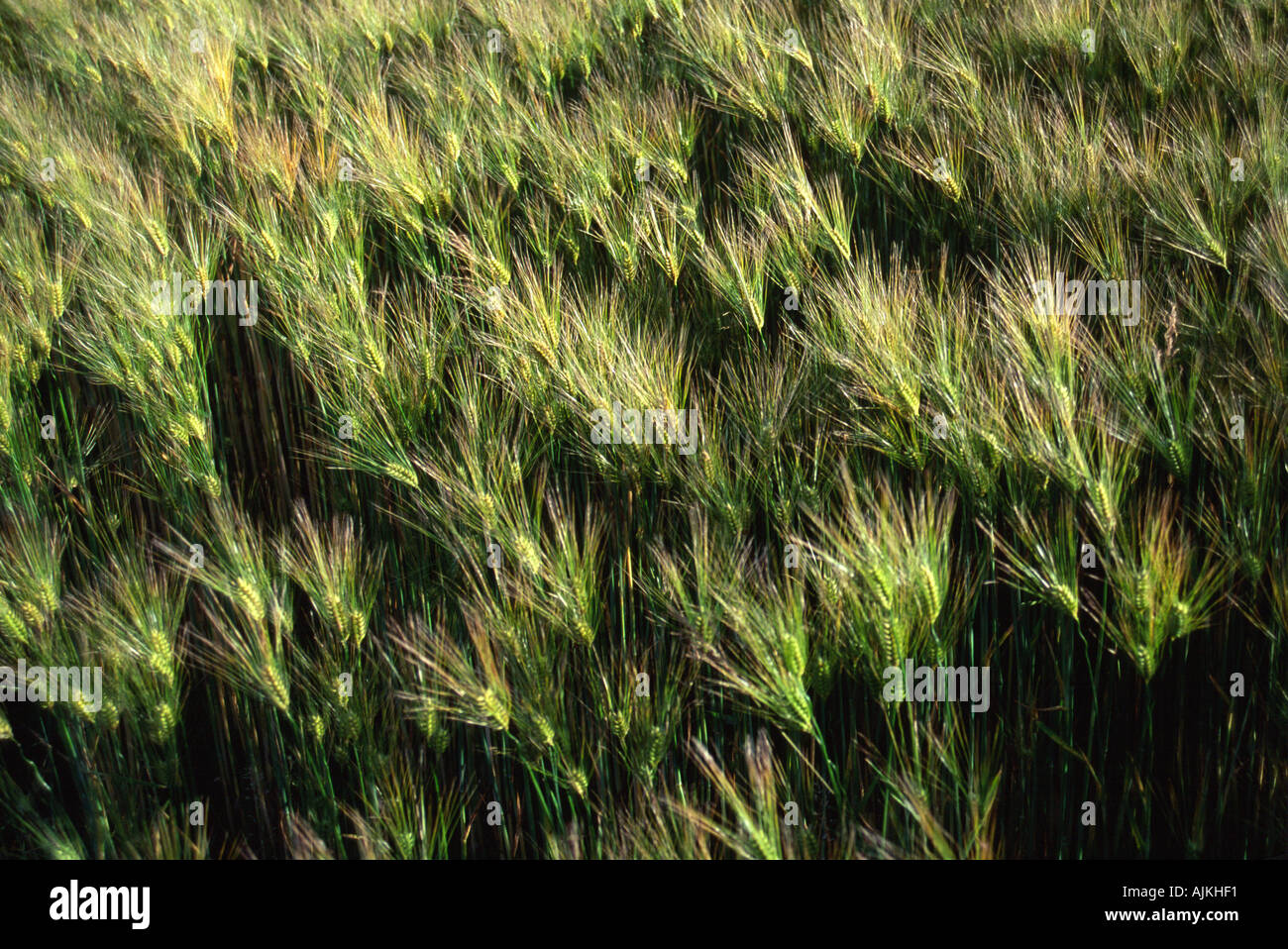 Maturing wheat in fields surrounding Lancaster Pennsylvania USA Stock Photo