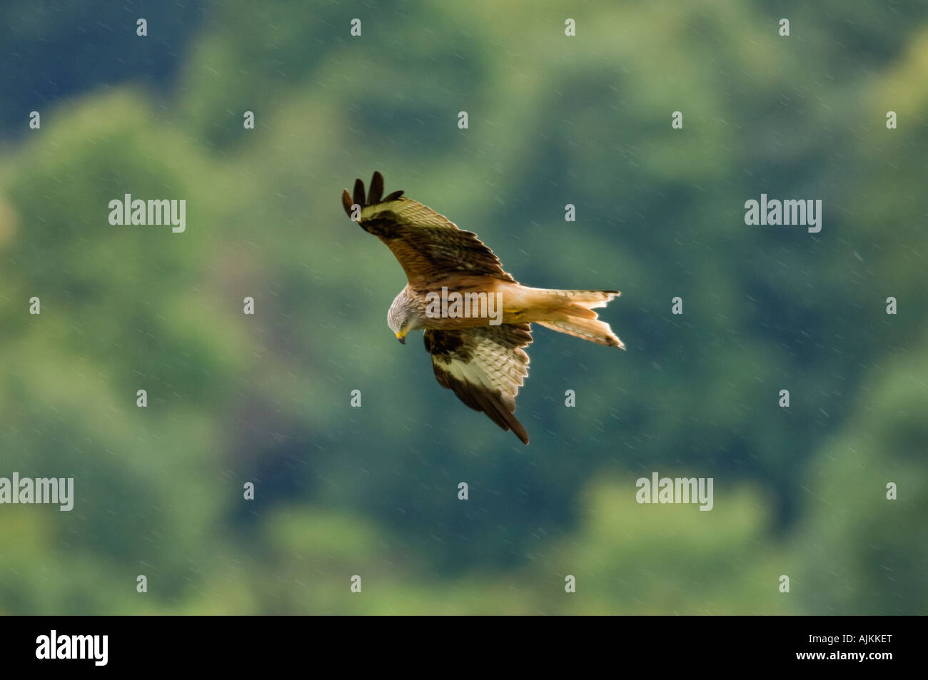 Red kite Milvus milvus Watlington Hill Chilterns UK Stock Photo