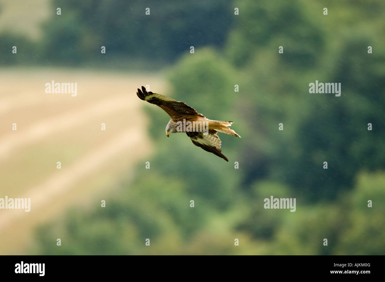 Red kite Milvus milvus Watlington Hill Chilterns UK Stock Photo