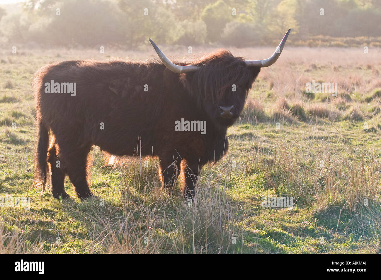 Highland Cow on Norfolk Grazing Marsh Grazing Stock Photo