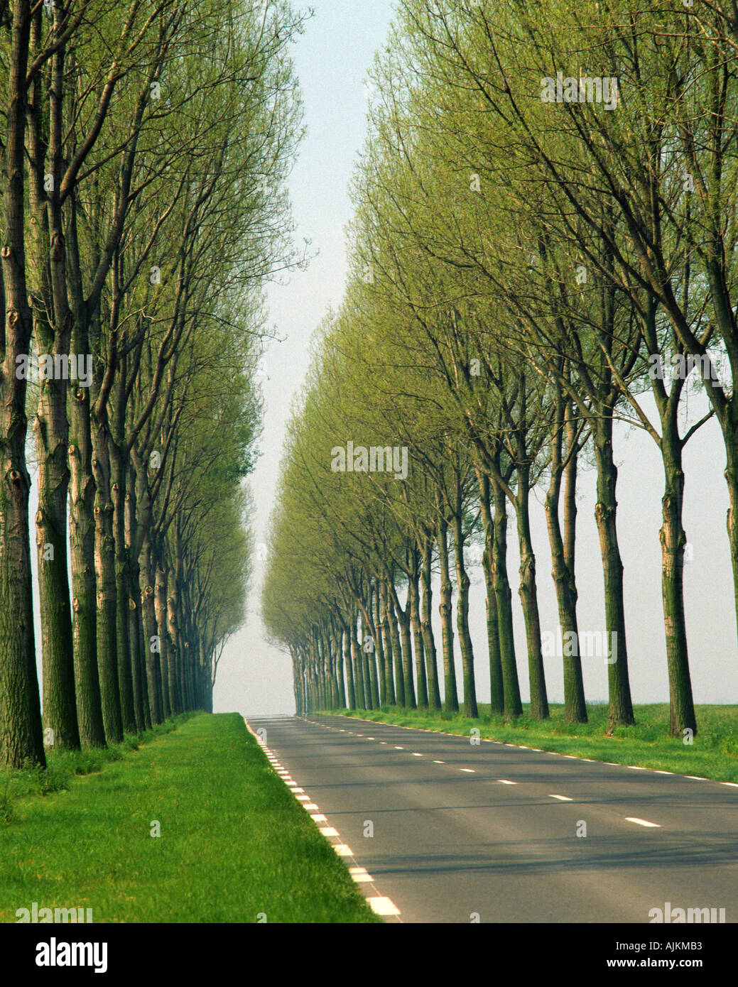 Tall tree lined country road hi-res stock photography and images - Alamy