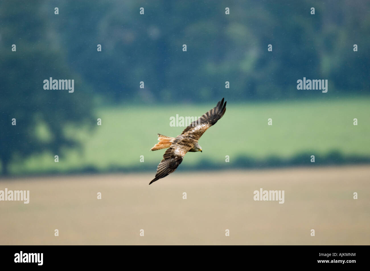 Red kite Milvus milvus Watlington Hill Chilterns UK Stock Photo