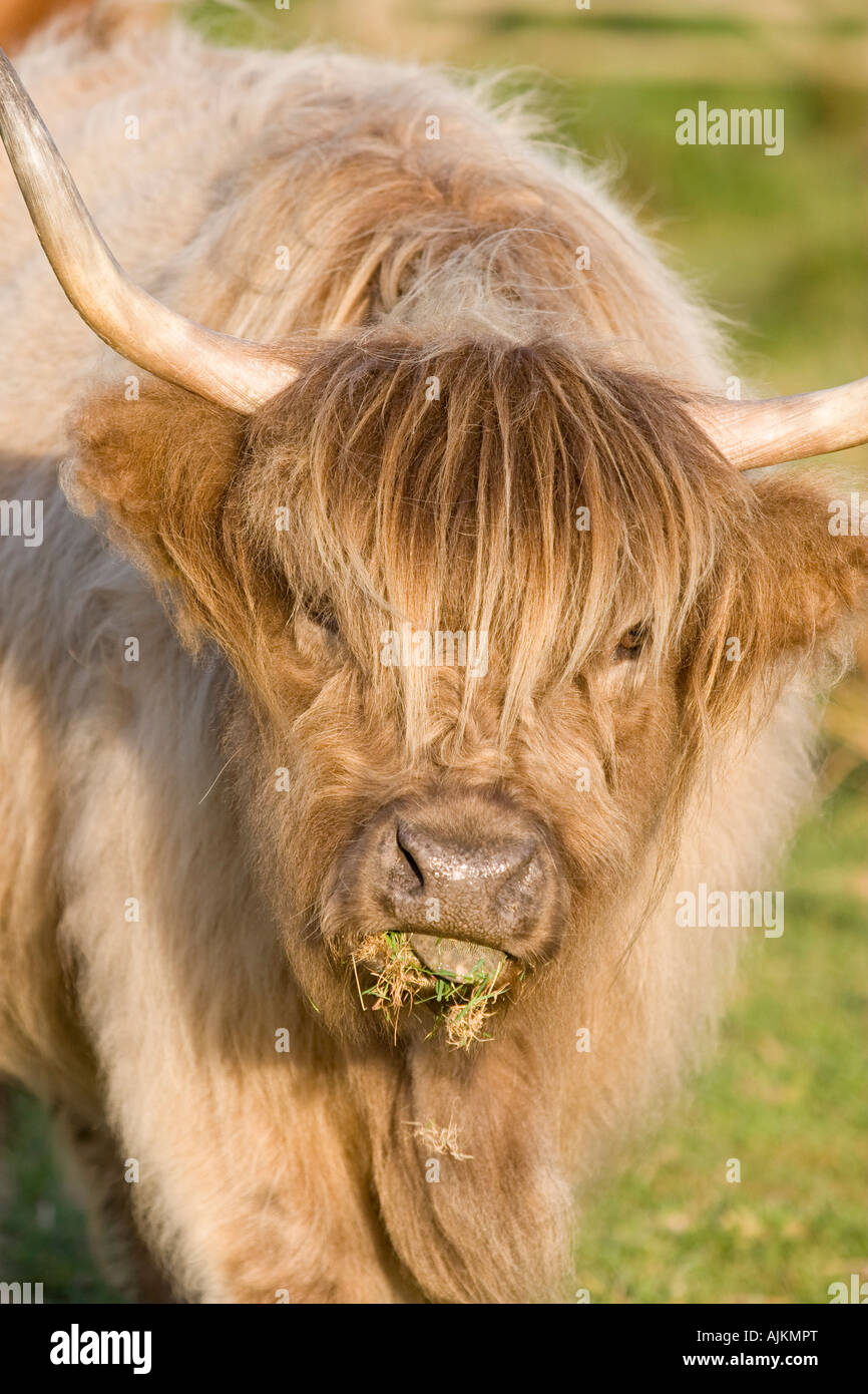 Highland Cow on Norfolk Grazing Marsh Grazing Stock Photo