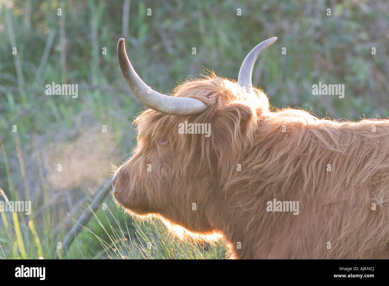 Highland Cow on Norfolk Grazing Marsh with Condensing Breath Stock Photo