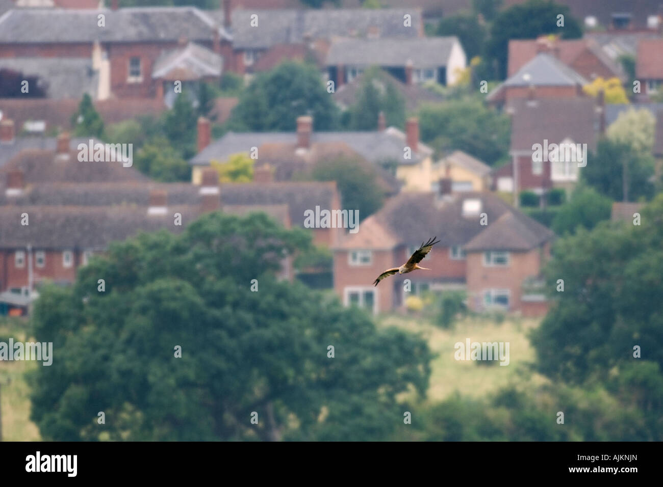 Red kite Milvus milvus Watlington Hill Chilterns UK Stock Photo