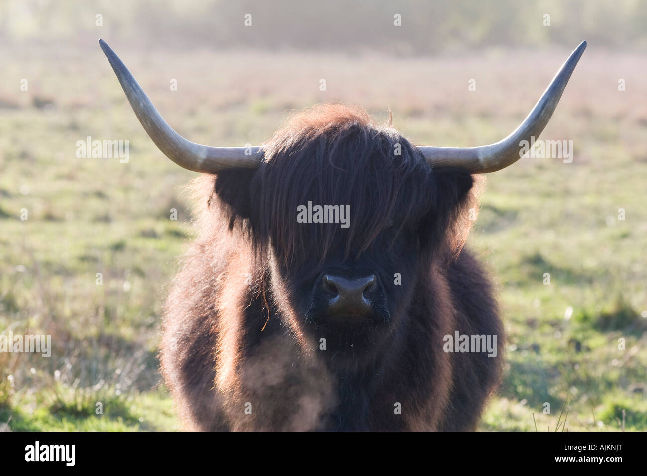 Highland Cow on Norfolk Grazing Marsh Stock Photo