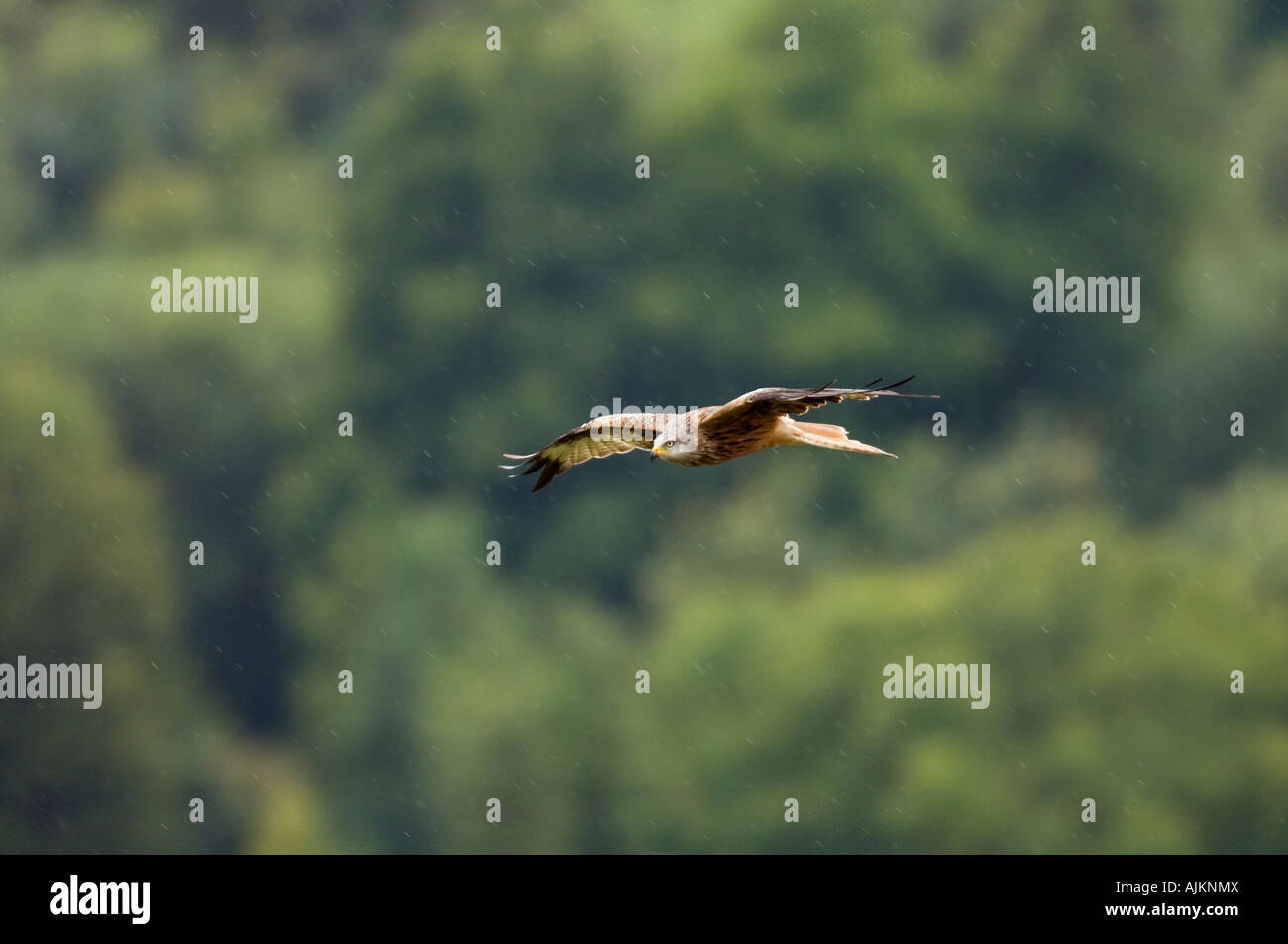 Red kite Milvus milvus Watlington Hill Chilterns UK Stock Photo