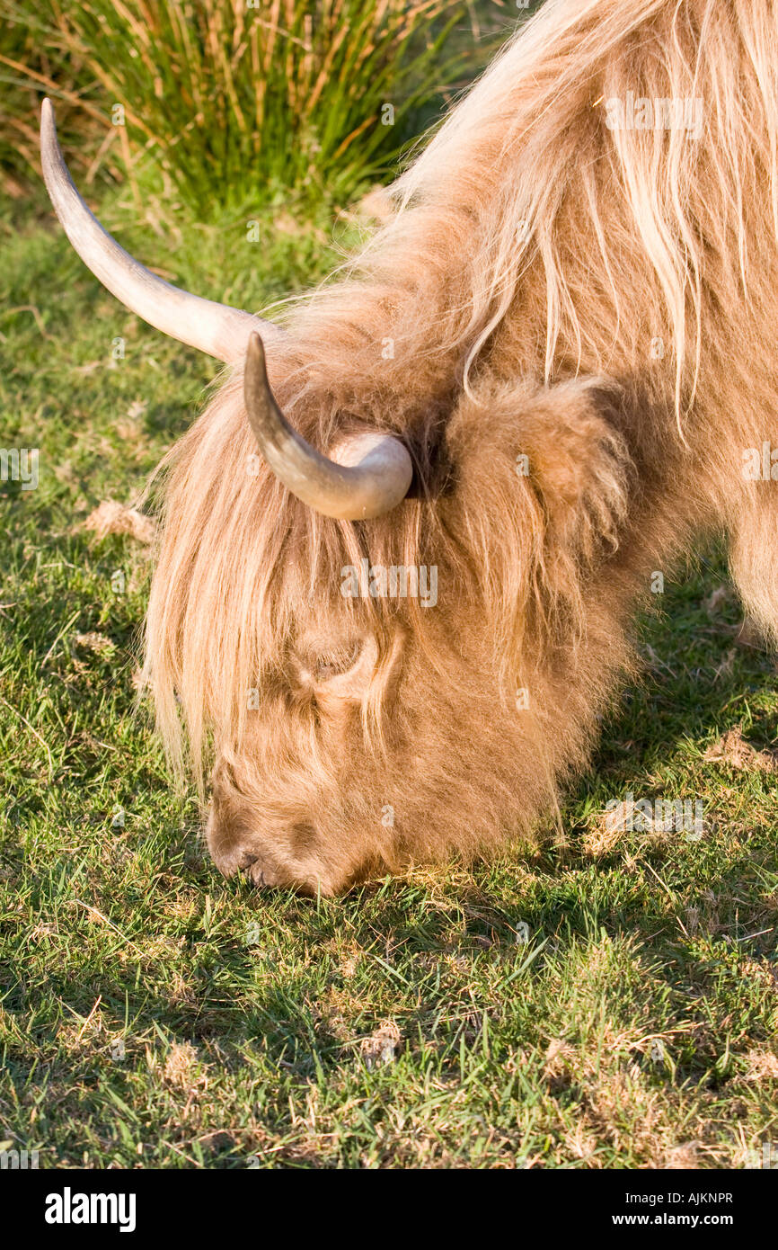 Highland Cow on Norfolk Grazing Marsh Grazing Stock Photo