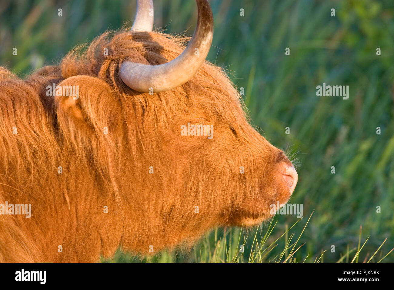 Highland Cattle Bull Stock Photo