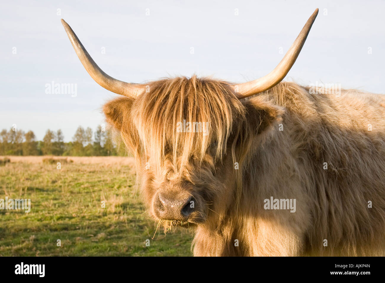 Highland Cow on Norfolk Grazing Marsh Stock Photo