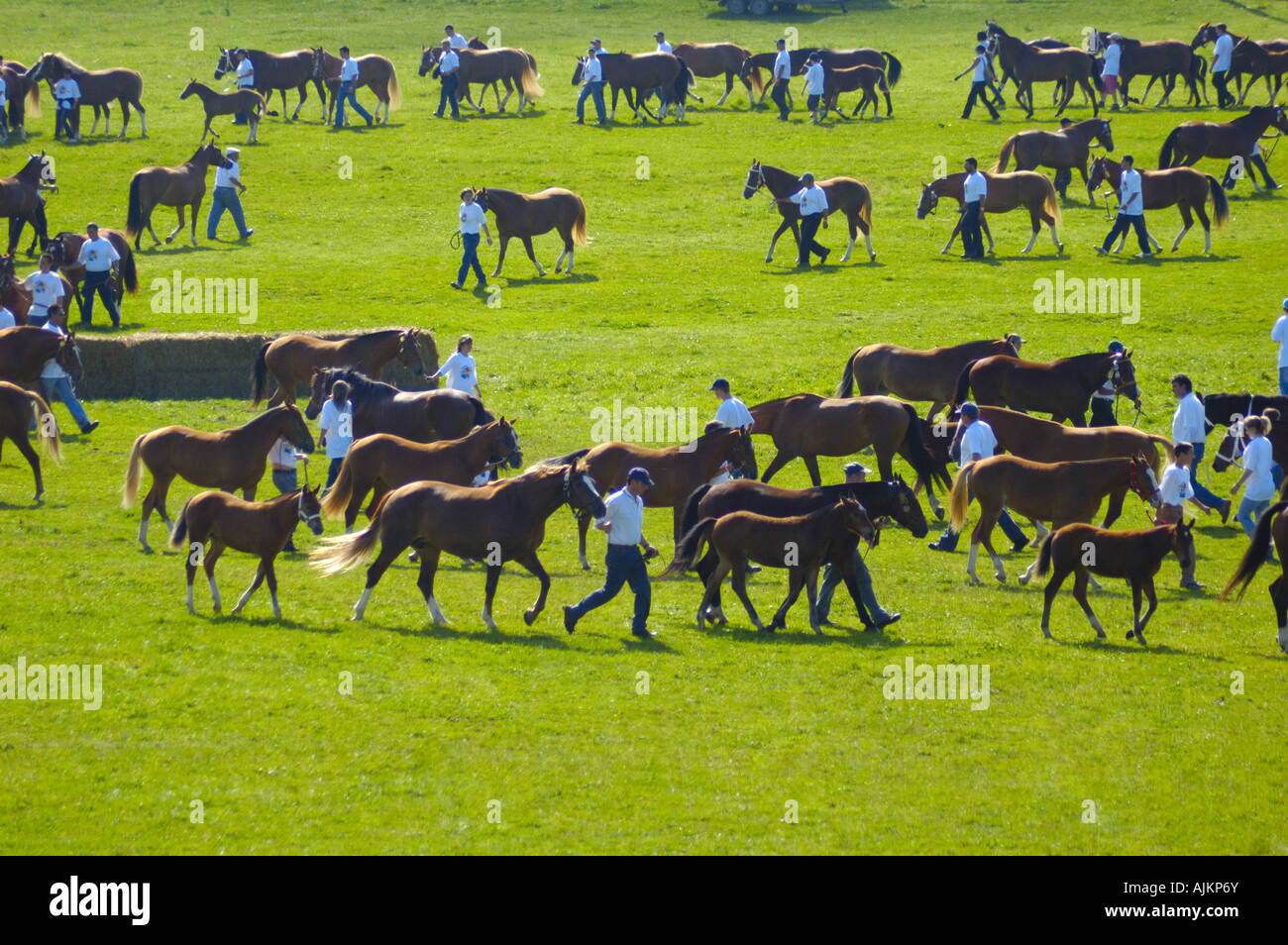 Mares and their foals for sale at the annual Saignelegier Horse Fair Switzerland Stock Photo