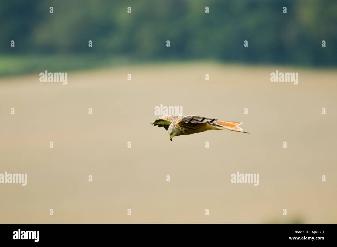 Red kite Milvus milvus Watlington Hill Chilterns UK Stock Photo