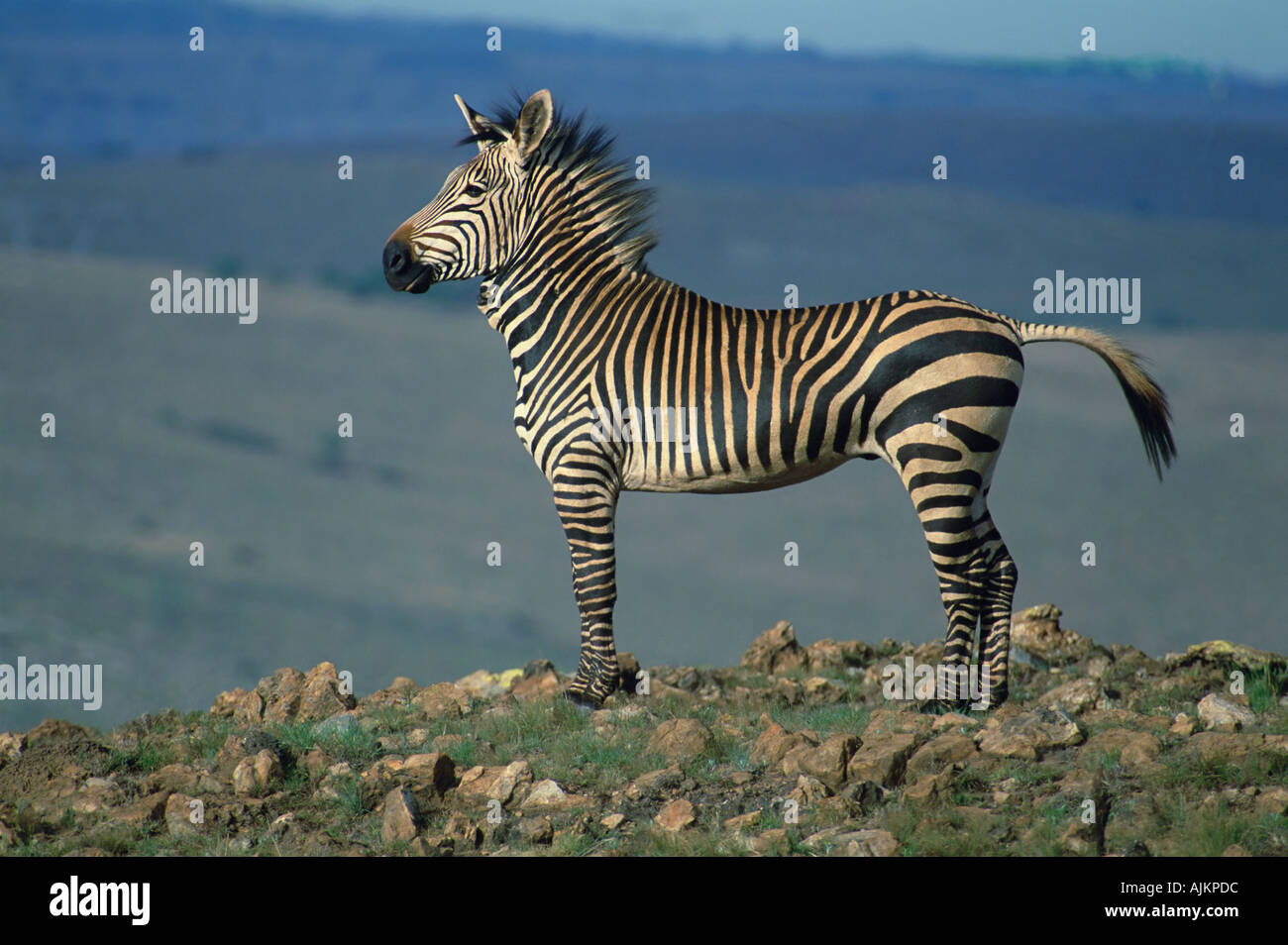 Зебра на водопое. Зебры в саванне. Животное с двумя черными полосками. Пятнистая зебра. Зебра крупным планом.